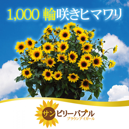 ★【商品情報】ひまわり サンビリーバブル 1,000輪咲達成！
