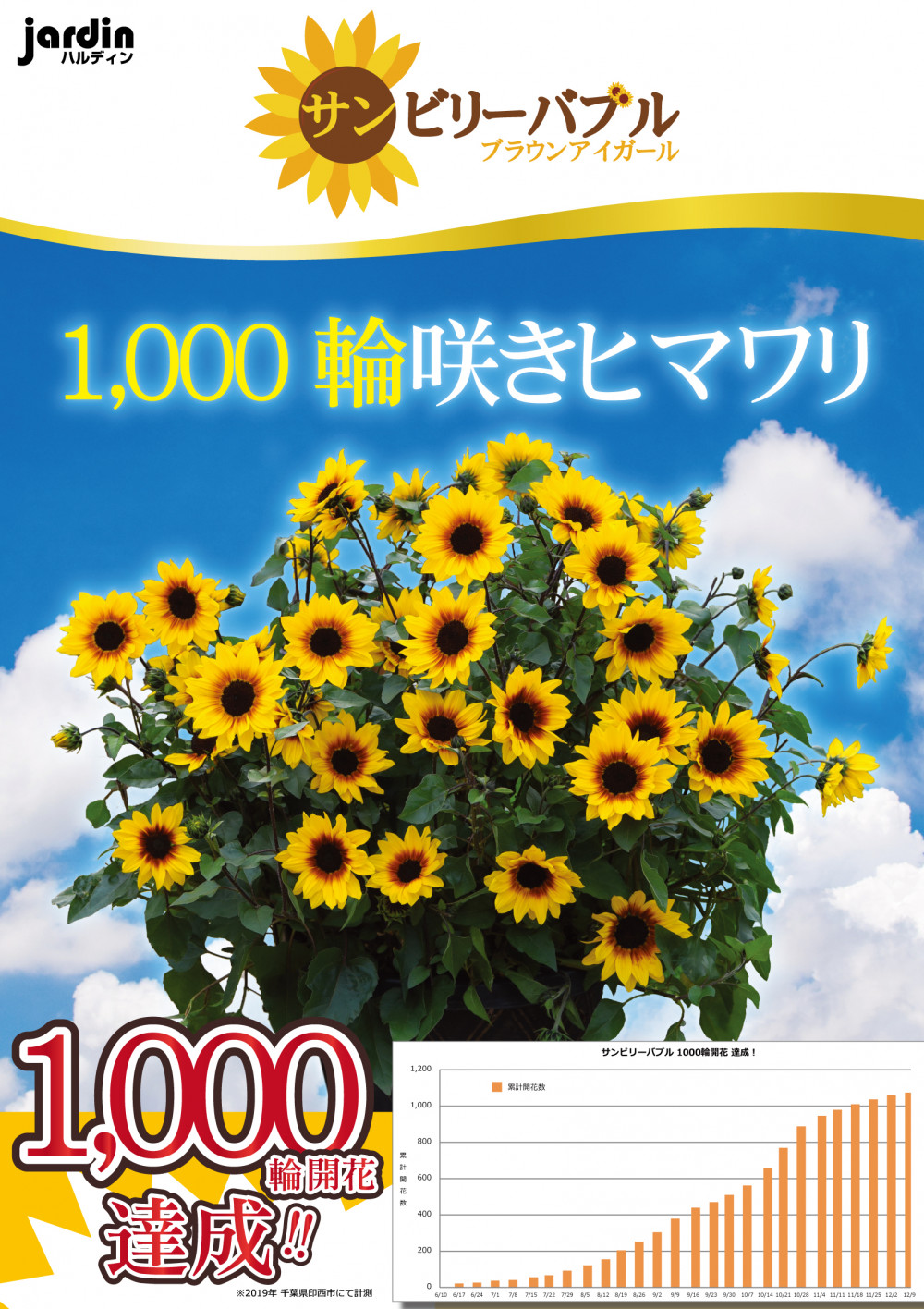 お知らせ 1 000輪咲ひまわり サンビリーバブル ブラウン アイ ガール 発売時期 ニュース イベント 株式会社ハルディン Jardin Co Ltd