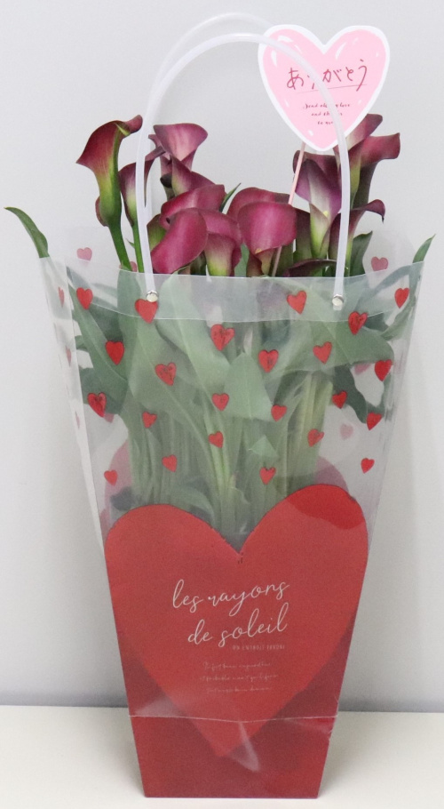 ★【カラーギフト鉢】ハルフレオンラインにて好評販売中！