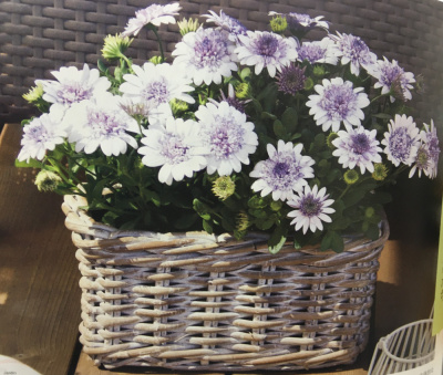 ★ NHK 趣味の園芸