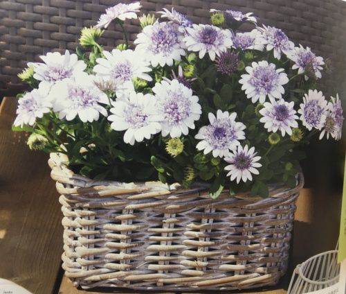 ★ NHK 趣味の園芸