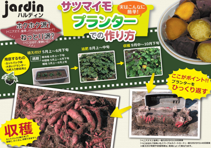 さつまいも 野菜 商品一覧 株式会社ハルディン Jardin Co Ltd