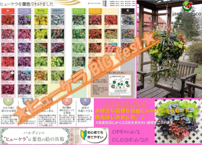 ★~jardin ヒューケラ BIG FES!2020.~ jarfre on-line