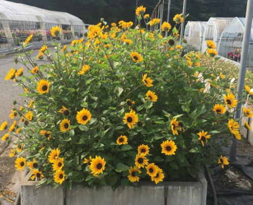 ★【試験花壇】1,000輪咲きひまわり　サンビリーバブル　ブラウンアイガール