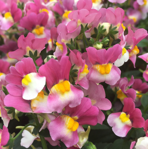 ★ ネメシア 新品種がぞくぞく登場です！