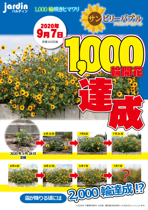 ★ サンビリーバブル ブラウンアイガール ～1,000輪咲き達成～