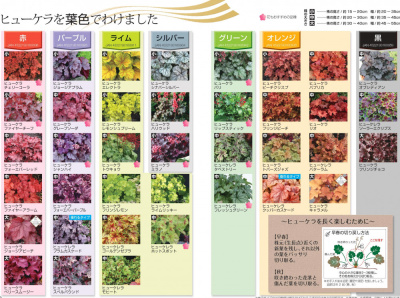 ★【jarfre on-line】秋のヒューケラ販売開始:10/3~