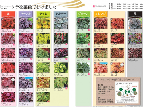 ★【jarfre on-line】秋のヒューケラ販売開始：10/3～