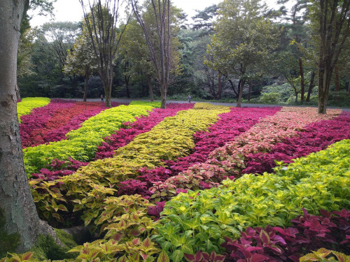 ★【日テレ系】news every：国営武蔵丘陵森林公園