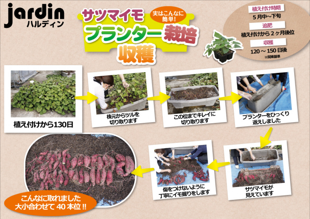 収穫 10 6 サツマイモ 菜園プランター栽培 ニュース イベント 株式会社ハルディン Jardin Co Ltd