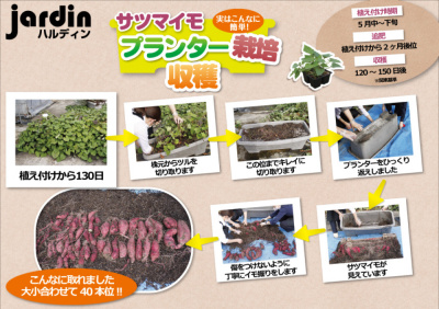 ★【収穫】10/6 サツマイモ:菜園プランター栽培