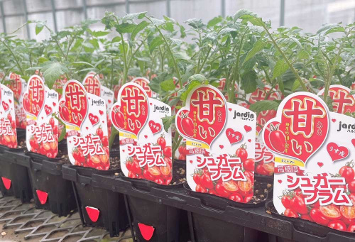 ✰【大好評】ハルフレオンライン：高糖度ミニトマト苗 販売中 ✰