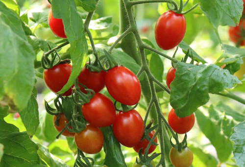 ✰【大好評】ハルフレオンライン：高糖度ミニトマト『シュガープラム』✰