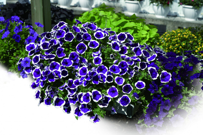 ペチュニア 小町シリーズ 花 商品一覧 株式会社ハルディン Jardin Co Ltd