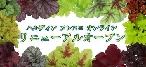 ☆ハルディンフレスコオンライン☆　リニューアルオープン