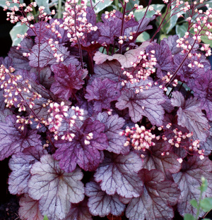 ヒューケラ カラーリーフ 商品一覧 株式会社ハルディン Jardin Co Ltd