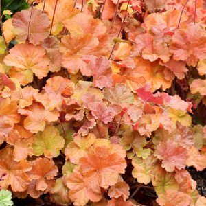 ヒューケラ カラーリーフ 商品一覧 株式会社ハルディン Jardin Co Ltd