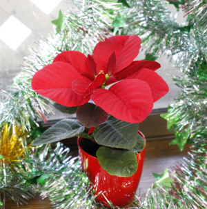 クリスマスイメージ