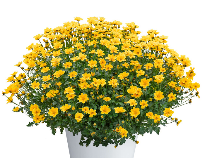 ビデンス 花 商品一覧 株式会社ハルディン Jardin Co Ltd