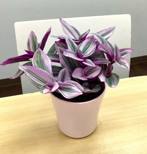 12cm鉢イメージ