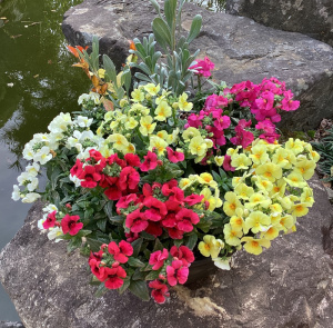 寄せ植え01