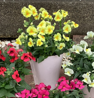単品植え