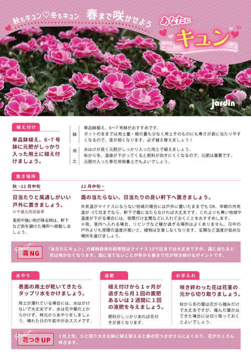 ダイアンサスあなたにキュン　育て方