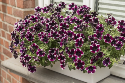 ダイアンサス ピンクキッス 花 商品一覧 株式会社ハルディン Jardin Co Ltd ダイアンサス ピンクキッス 花 商品一覧 株式会社ハルディン Jardin Co Ltd