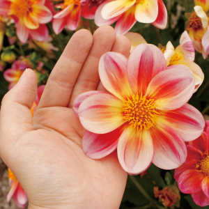 レディダリア 花 商品一覧 株式会社ハルディン Jardin Co Ltd