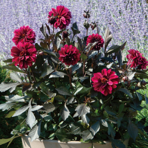 レディダリア 花 商品一覧 株式会社ハルディン Jardin Co Ltd