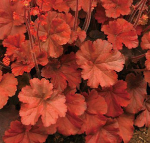 ヒューケラ カラーリーフ 商品一覧 株式会社ハルディン Jardin Co Ltd