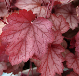 ヒューケラ カラーリーフ 商品一覧 株式会社ハルディン Jardin Co Ltd ヒューケラ カラーリーフ 商品一覧 株式会社ハルディン Jardin Co Ltd