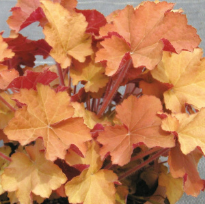 ヒューケラ カラーリーフ 商品一覧 株式会社ハルディン Jardin Co Ltd