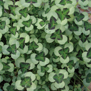 クローバーティント カラーリーフ 商品一覧 株式会社ハルディン Jardin Co Ltd