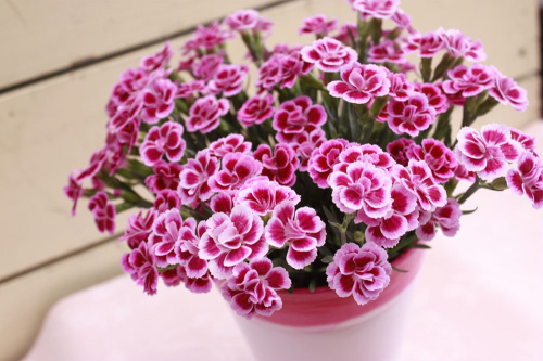 商品一覧 株式会社ハルディン Jardin Co Ltd